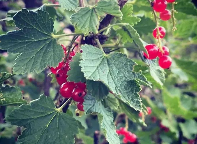 Villa La Maison Des Vosges Nature & Pool Senones (Vosges)
